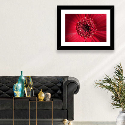 Red Gerbera Daisy Macro Close Up Wall Art