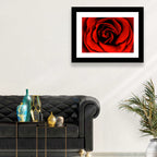 Velvety Red Rose Close-up Wall Art