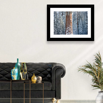 Winter Giant Sequoia in Snowy Forest Wall Art