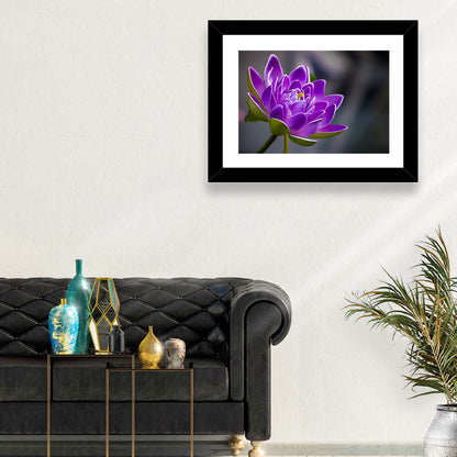 Purple Water Lily Close-up Wall Art