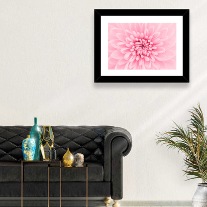 Pink Chrysanthemum Close-up Wall Art