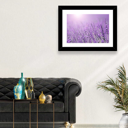 Sunlit Lavender Field Wall Art