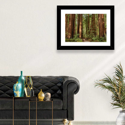 Muir Woods Redwood Trail Wall Art