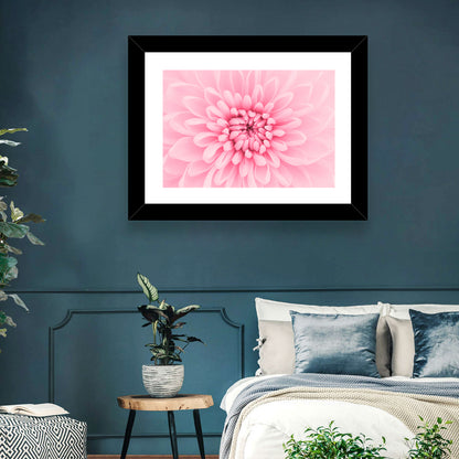 Pink Chrysanthemum Close-up Wall Art