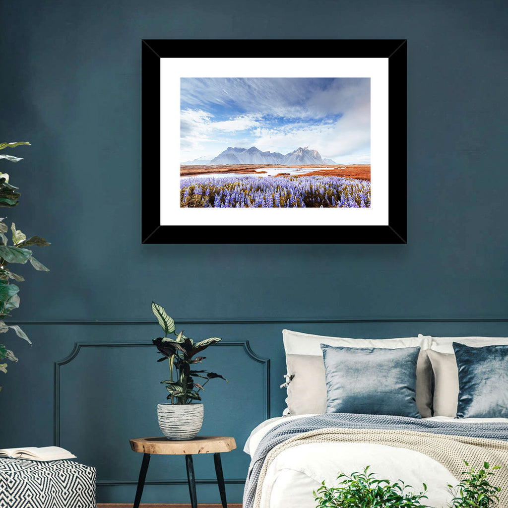 Lupine Fields at Vestrahorn Wall Art