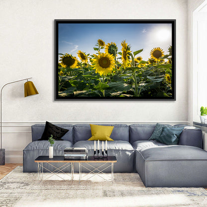 Backlit Sunflower Field Wall Art