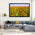 Sorghum Field Wall Art
