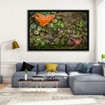 Orange Starfish Tide Pool Wall Art