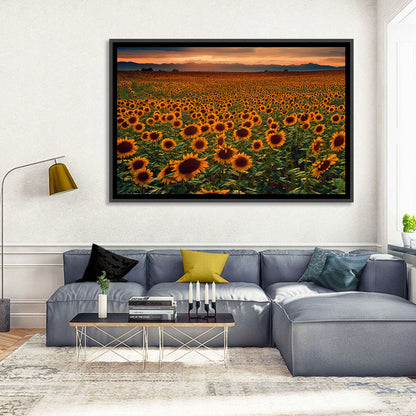 Colorado Sunflower Field at Sunset Wall Art