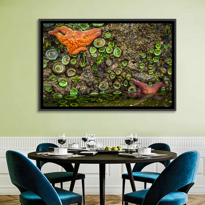 Orange Starfish Tide Pool Wall Art