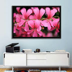 Pink Geranium Close Up Wall Art
