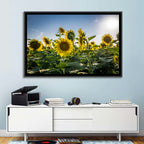 Backlit Sunflower Field Wall Art