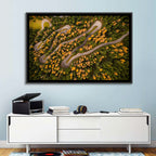 Aerial Curvy Forest Road Wall Art