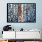 Winter Giant Sequoia in Snowy Forest Wall Art