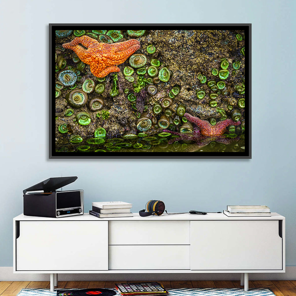 Orange Starfish Tide Pool Wall Art