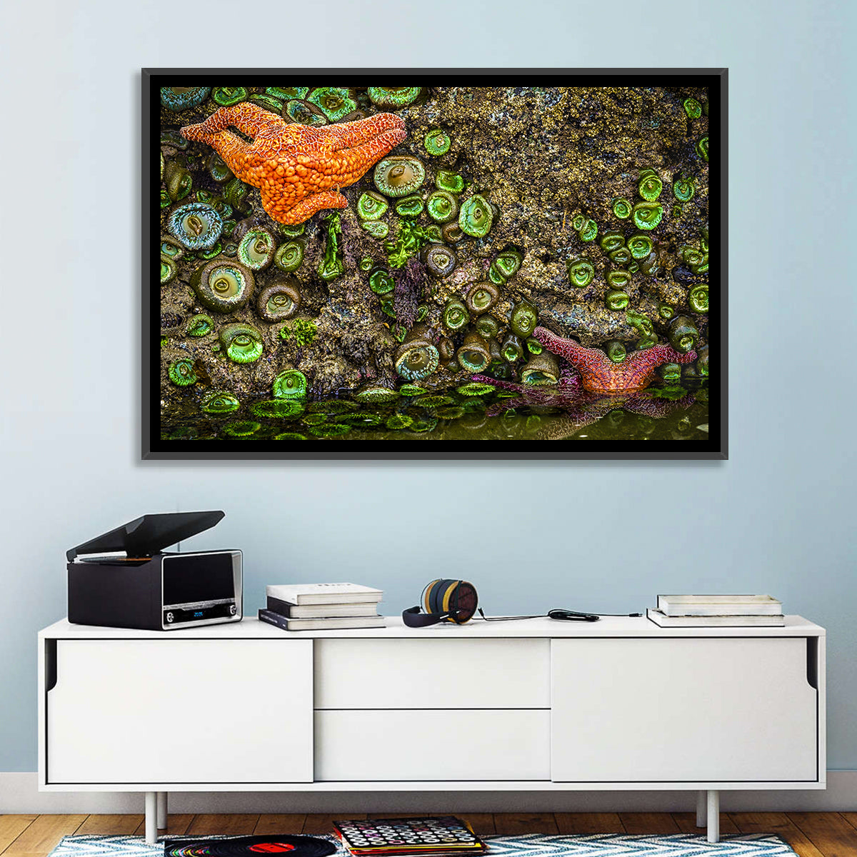 Orange Starfish Tide Pool Wall Art in a room, landscape