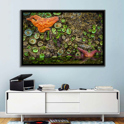 Orange Starfish Tide Pool Wall Art
