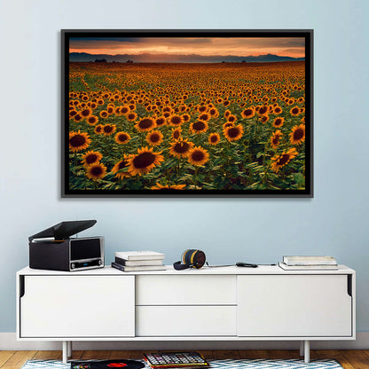 Colorado Sunflower Field at Sunset Wall Art