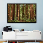Muir Woods Redwood Trail Wall Art