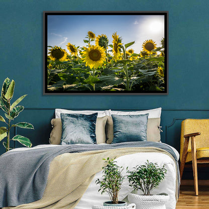 Backlit Sunflower Field Wall Art