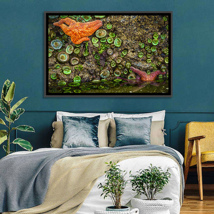 Orange Starfish Tide Pool Wall Art
