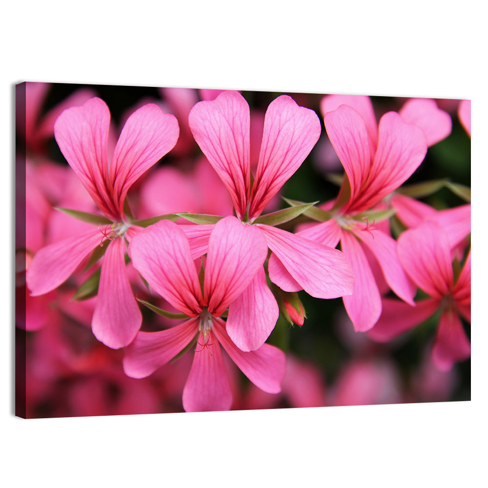 Pink Geranium Close Up Wall Art