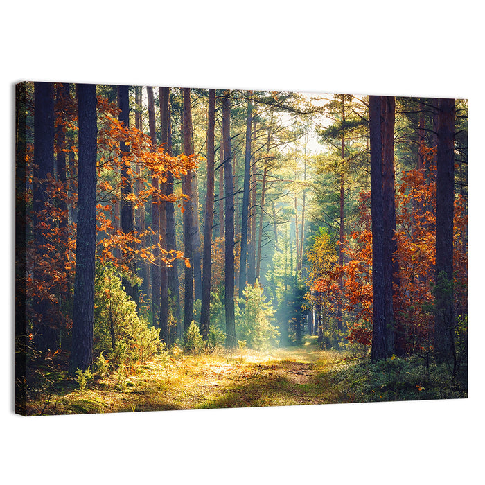 Sunlit Autumn Pine Forest Wall Art as a canvas print