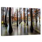 Autumn Flooded Cypress Forest Wall Art