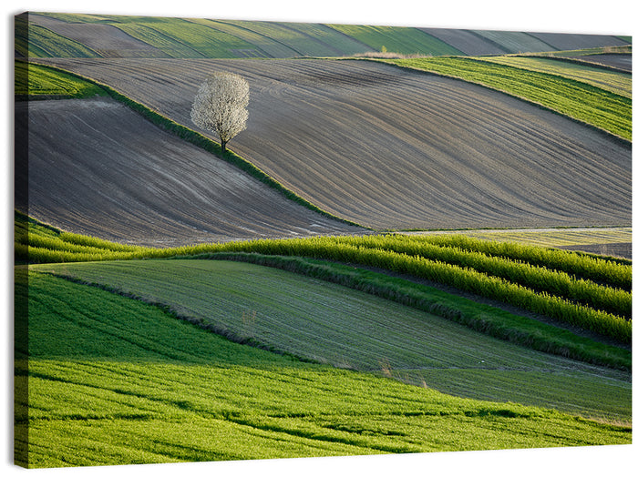 Springtime Polish Fields Wall Art as a canvas print