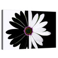 Black and White Daisy with Purple Ring Wall Art