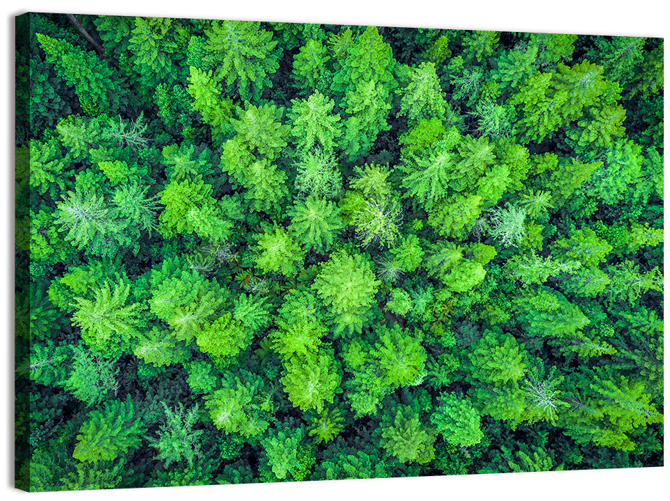 Whakarewarewa Forest Canopy Wall Art, canvas print, landscape