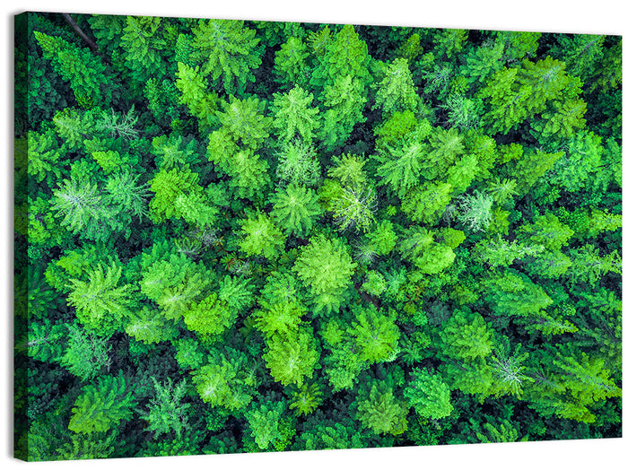 Whakarewarewa Forest Canopy Wall Art as a canvas print