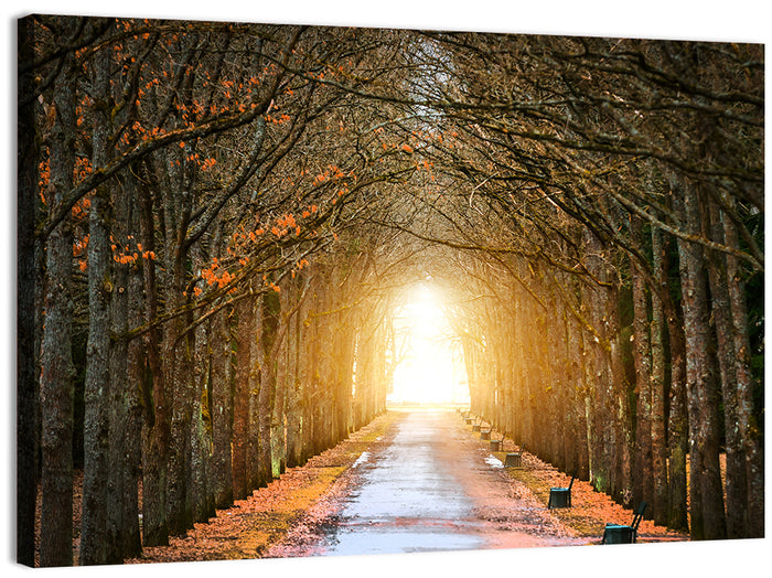 Autumn Oak Tunnel Wall Art as a canvas print