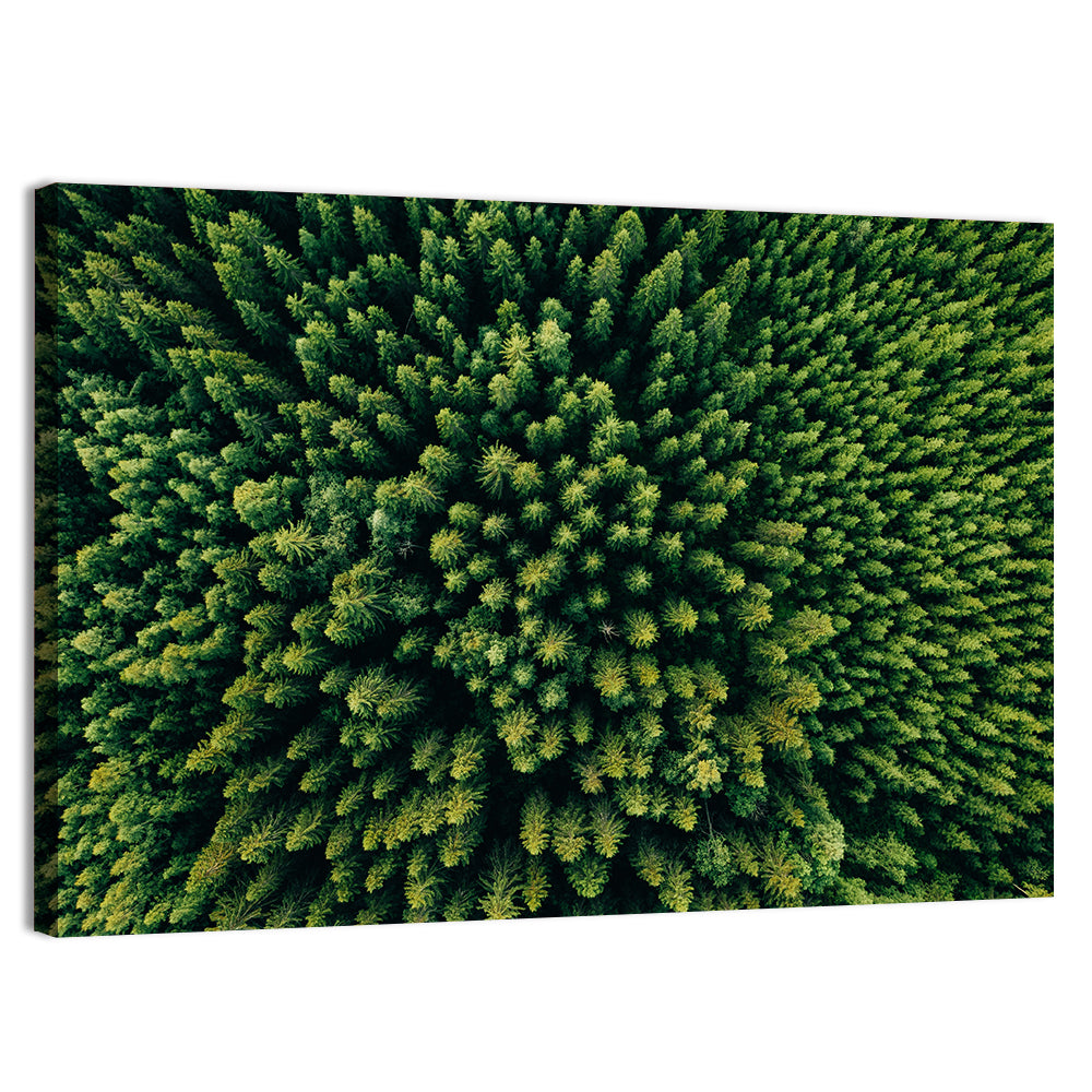 Aerial Conifer Canopy Wall Art