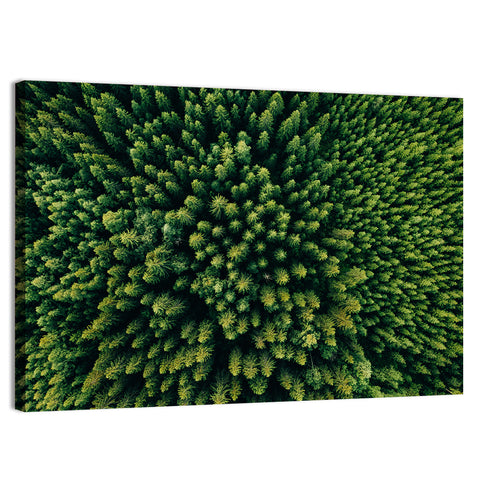 Aerial Conifer Canopy Wall Art