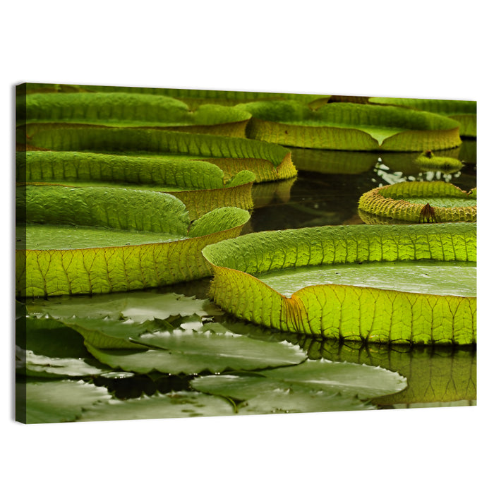 Giant Victoria Amazonica Lily Pads Wall Art as a canvas print