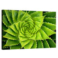 Spiral Aloe Succulent Wall Art