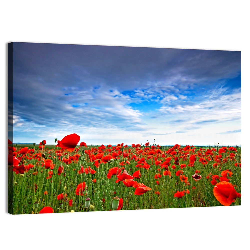 Red Poppy Field Wall Art