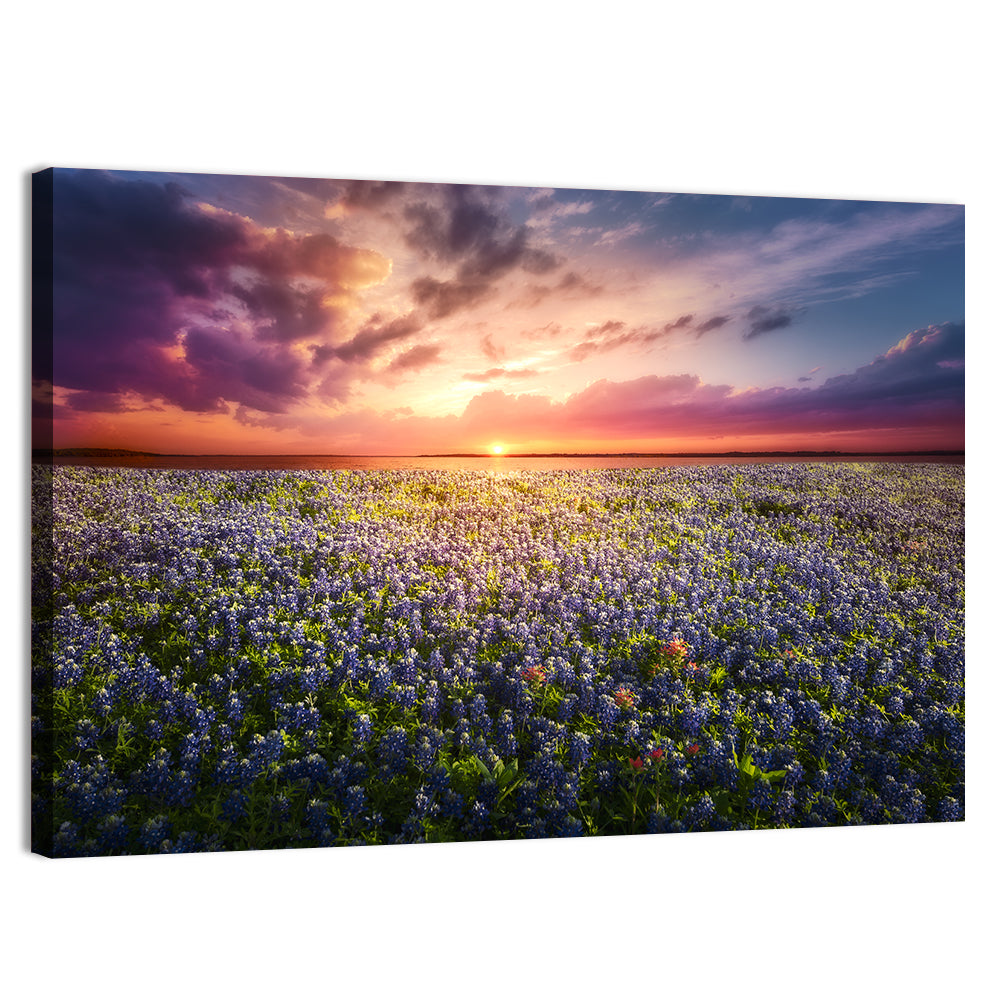Texas Bluebonnet Sunset Wall Art