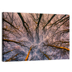 Misty Forest Canopy Wall Art