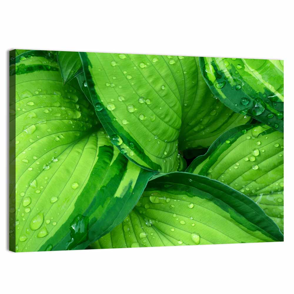 Dewy Hosta Leaves Wall Art, canvas print, landscape