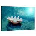 Giant Clam Shell Wall Art
