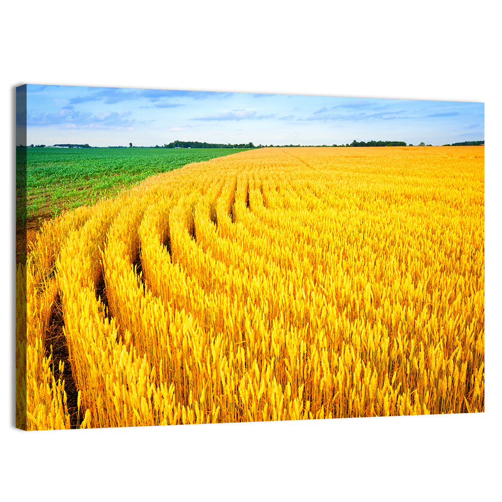 Summer Wheat Field with Curved Paths Wall Art, canvas print, landscape