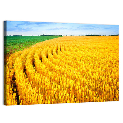 Summer Wheat Field with Curved Paths Wall Art