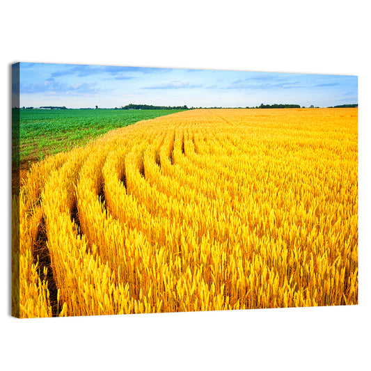 Wheat Field Wall Art