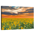 Golden Hour Sunflower Field Wall Art