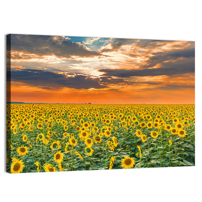 Golden Hour Sunflower Field Wall Art