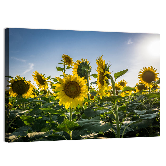 Backlit Sunflower Field Wall Art as a canvas print