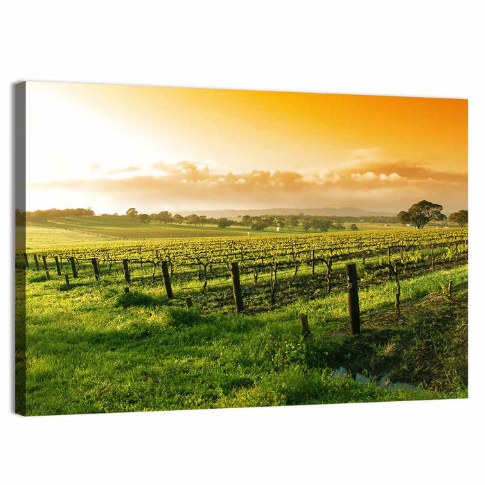 Barossa Valley Vineyard at Sunrise Wall Art as a canvas print