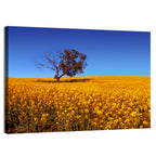 Canola Field with Lone Tree Wall Art